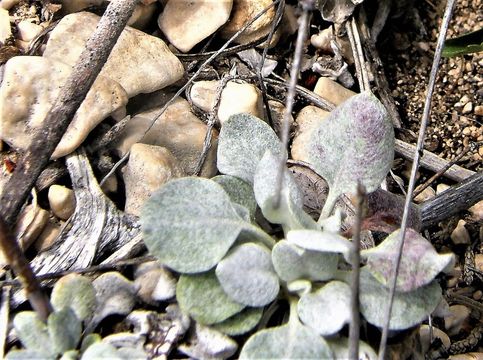 صورة Eriogonum tenellum var. platyphyllum (Torrey ex Benth.) Torrey