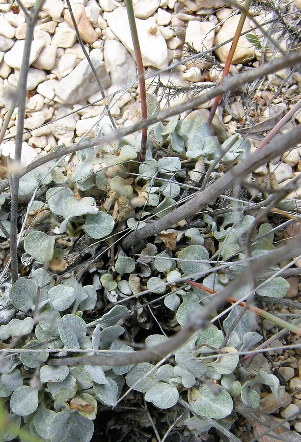 صورة Eriogonum tenellum var. platyphyllum (Torrey ex Benth.) Torrey