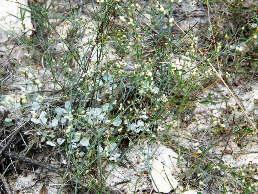 صورة Eriogonum tenellum var. platyphyllum (Torrey ex Benth.) Torrey