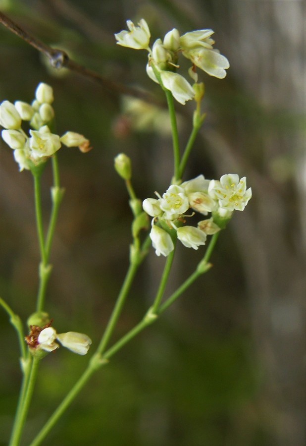 صورة Eriogonum tenellum var. platyphyllum (Torrey ex Benth.) Torrey