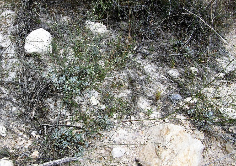 صورة Eriogonum tenellum var. platyphyllum (Torrey ex Benth.) Torrey