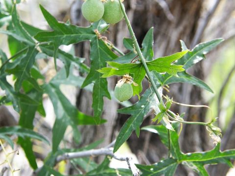 Image of birdwing passionflower