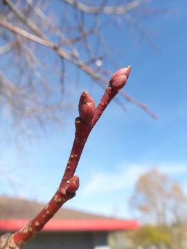 Image of American Basswood