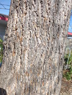 Image of American Basswood