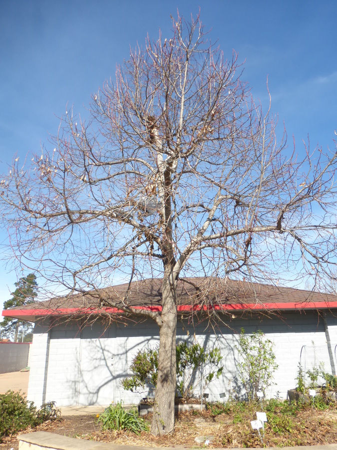 Image of American Basswood