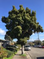 Image of Syzygium australe (Wendl. ex Link) B. P. M. Hyland