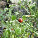 Image de Solanum triquetrum Cav.