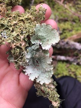 Image of Norwegian ragged lichen