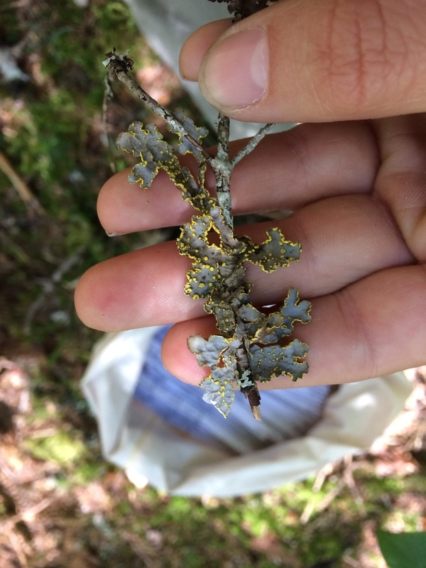 Image of Yellow specklebelly lichen
