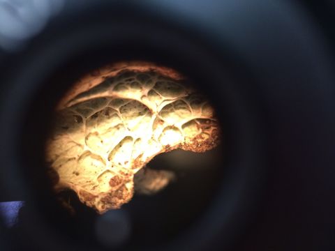 Image of ragged lichen
