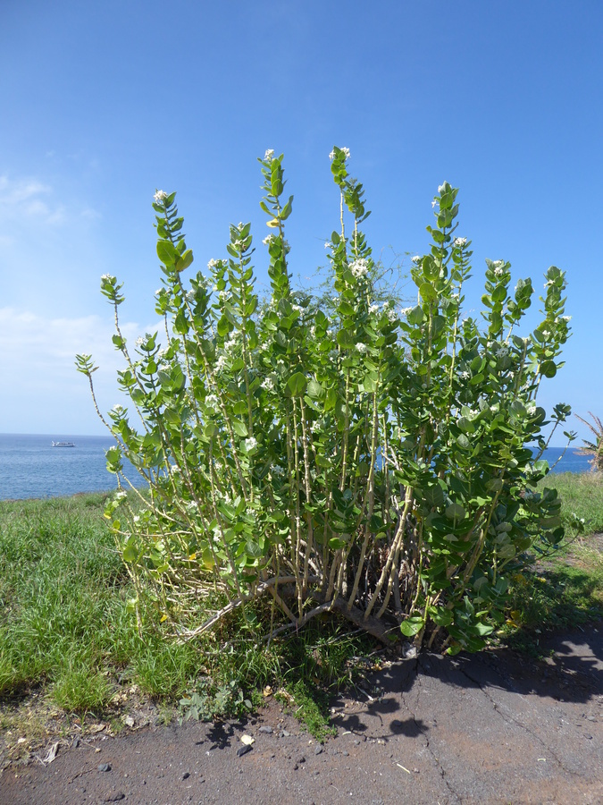 Image of giant milkweed