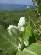 Image of giant milkweed