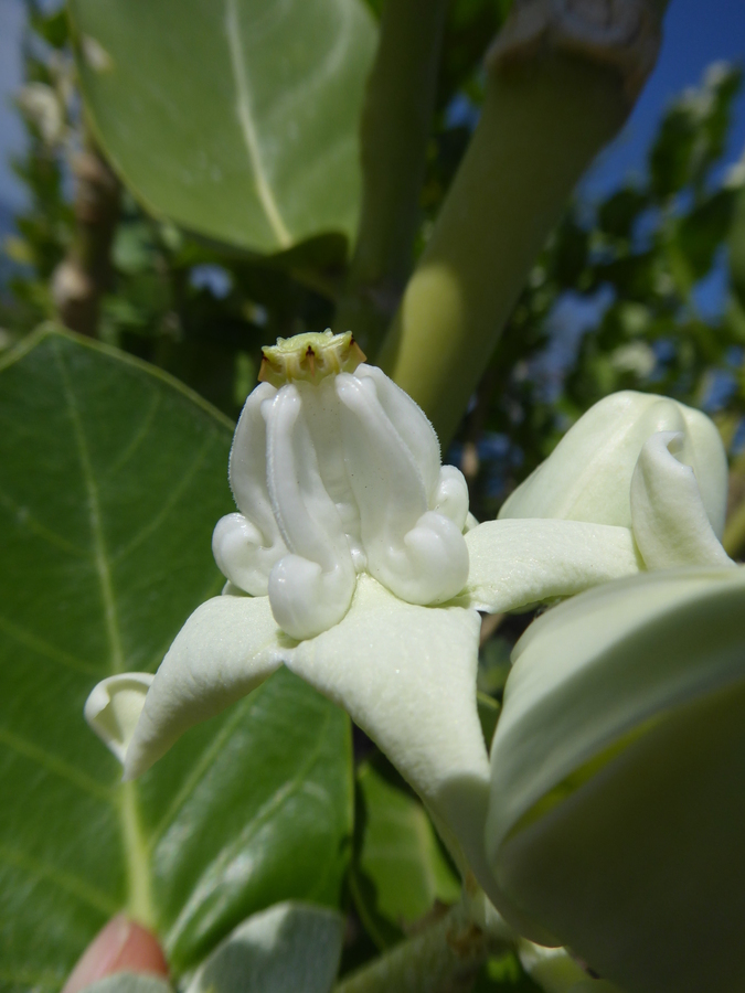 Image of giant milkweed