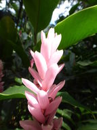 Image of red ginger