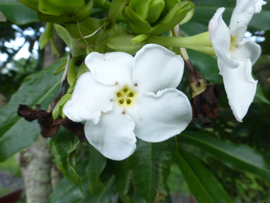 白花海杧果的圖片