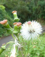 Plancia ëd Crassocephalum crepidioides (Benth.) S. Moore