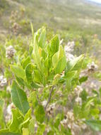 Слика од Dodonaea viscosa (L.) Jacq.