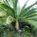 Image de Dioon spinulosum Dyer ex Eichler