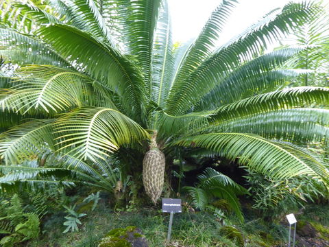 Image of Dioon spinulosum Dyer ex Eichler