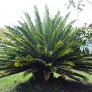 Слика од Encephalartos altensteinii Lehm.