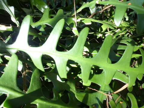 Image de Epiphyllum anguliger (Lem.) G. Don ex Loudon