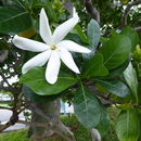 Image of Tiara flower