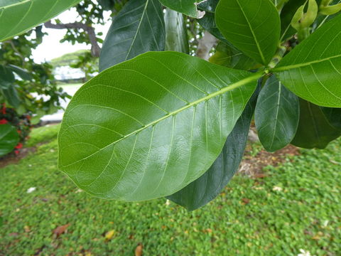 Image de Tiaré tahiti