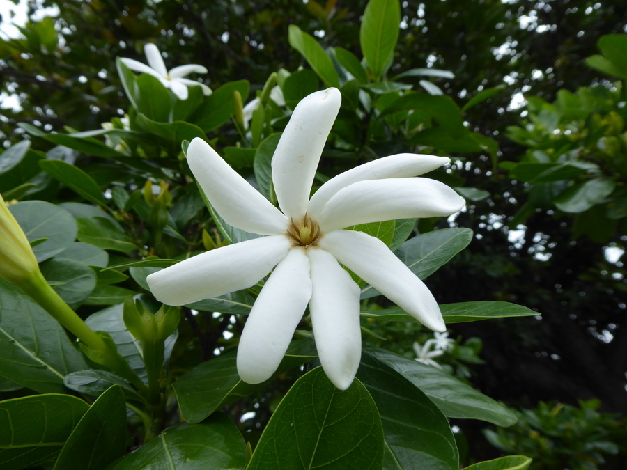 Image de Tiaré tahiti