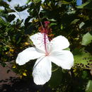 Image de Hibiscus arnottianus A. Gray