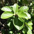 Image of white Kauai rosemallow