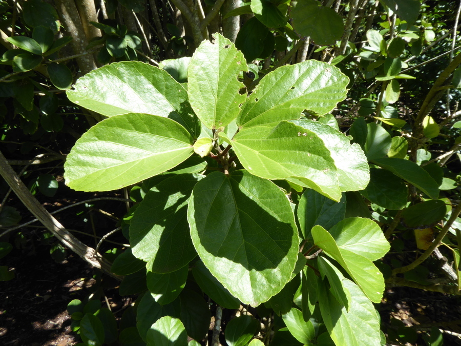 Image of white Kauai rosemallow