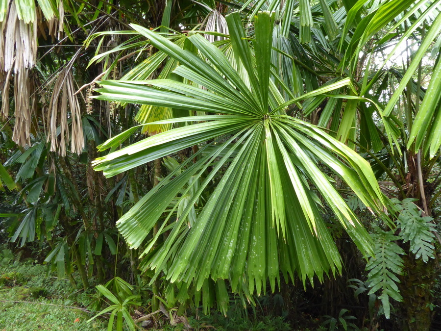 Image of <i>Licuala <i>peltata</i></i> var. peltata