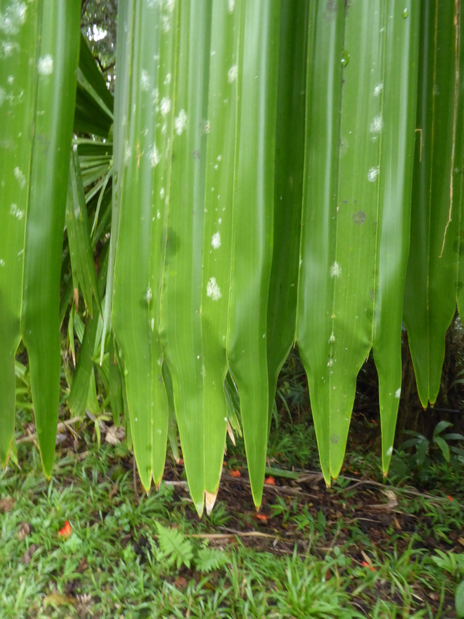 Image of <i>Licuala <i>peltata</i></i> var. peltata