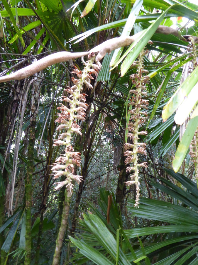 Image of <i>Licuala <i>peltata</i></i> var. peltata