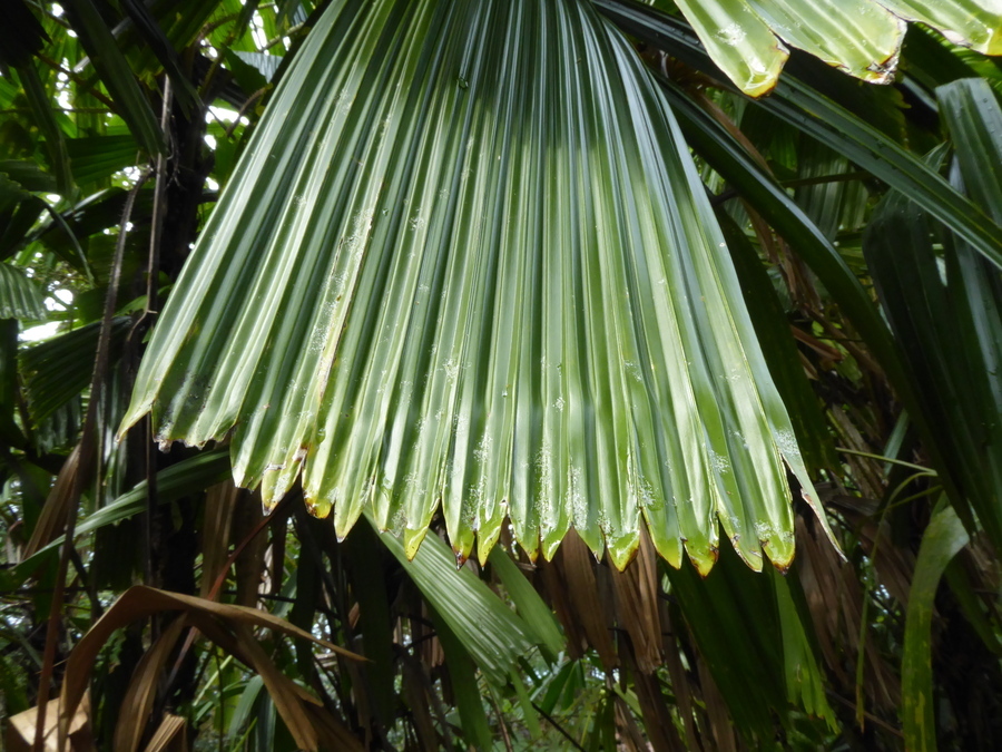 Image of <i>Licuala <i>peltata</i></i> var. peltata