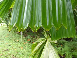 Image of Mangrove fan palm