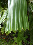 Image of Mangrove fan palm