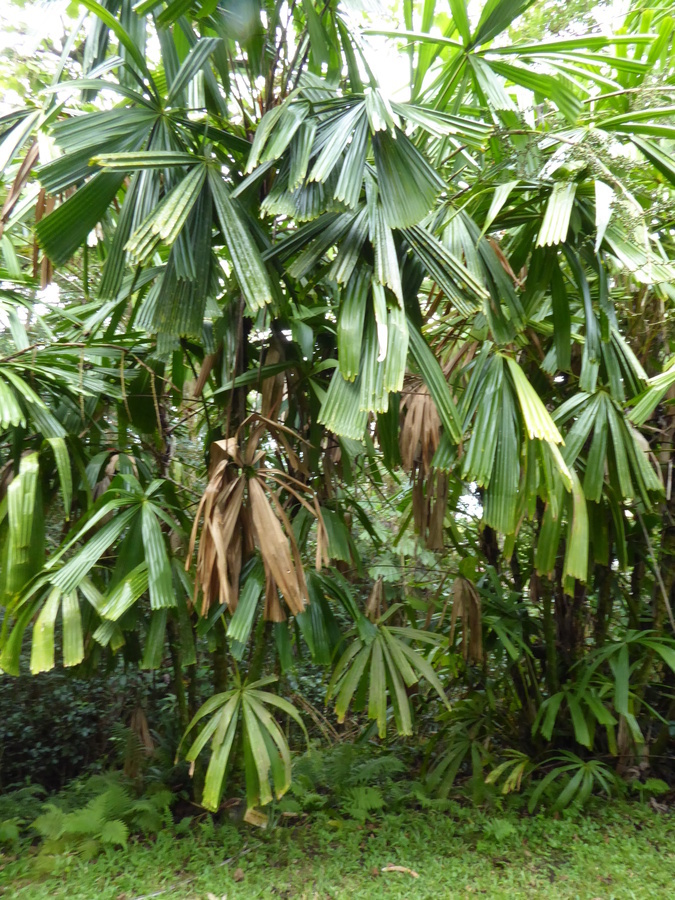 Image of Mangrove fan palm