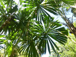 Image of Mangrove fan palm