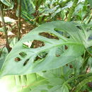 Image of Adanson's monstera