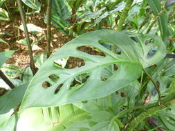 Monstera adansonii Schott resmi