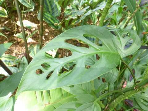 Monstera adansonii Schott resmi