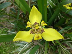 Image of Neomarica longifolia (Link & Otto) Sprague