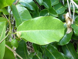 Image de Passiflora laurifolia L.