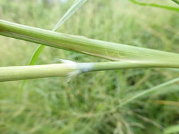 Image of elephant grass