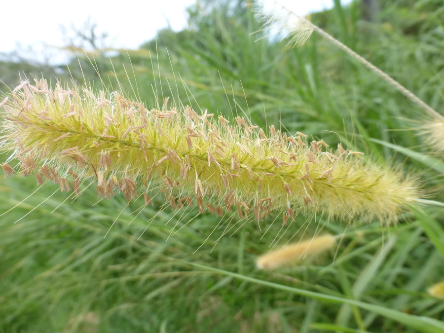 Image of elephant grass