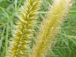 Image of elephant grass