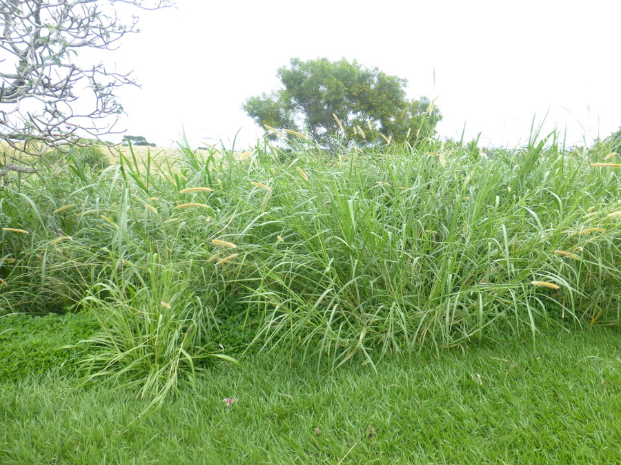 Image of elephant grass