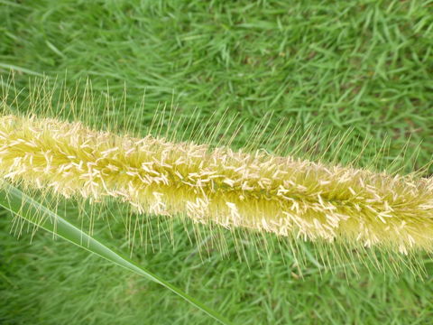 Imagem de <i>Pennisetum purpureum</i>