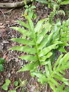 Image of musk fern